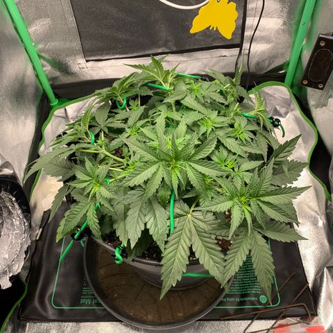 Unbekannter Strain growlog timeline photo