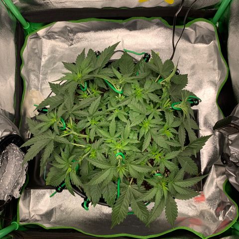 Unbekannter Strain growlog timeline photo