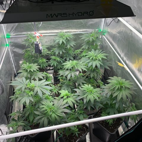 Fruit Punch growlog timeline photo