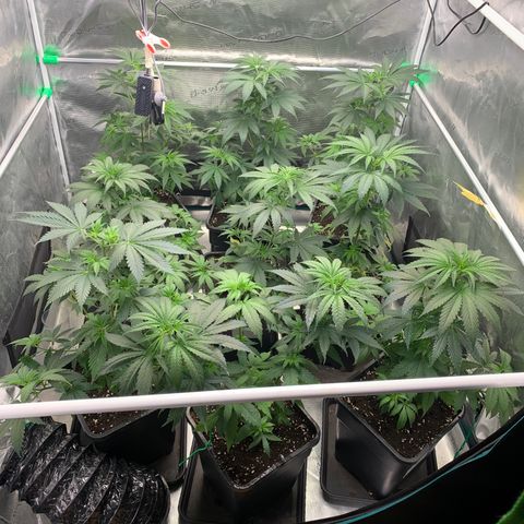 Fruit Punch growlog timeline photo
