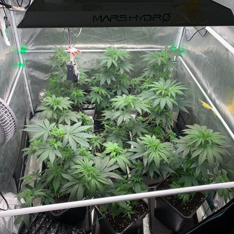 Fruit Punch growlog timeline photo