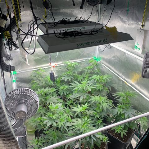 Fruit Punch growlog timeline photo