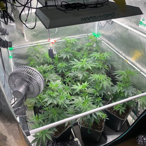 Fruit Punch growlog timeline photo