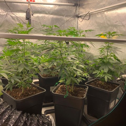Fruit Punch growlog timeline photo