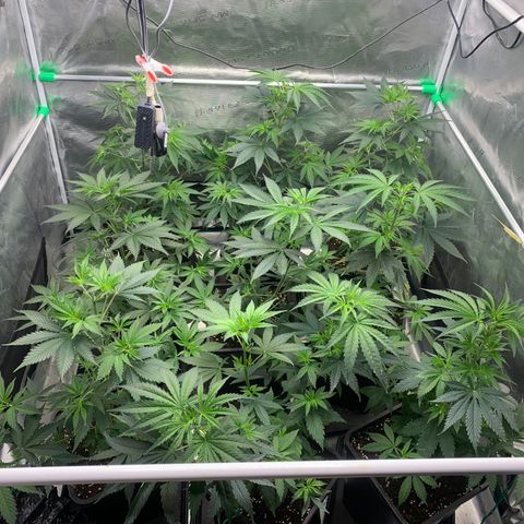 Fruit Punch growlog timeline photo