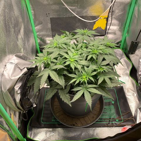 Unbekannter Strain growlog timeline photo