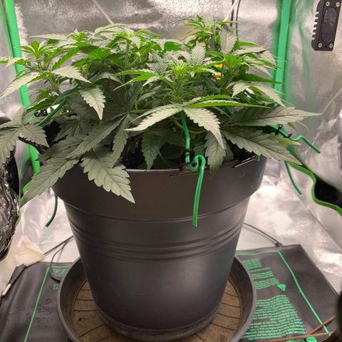 Unbekannter Strain growlog timeline photo