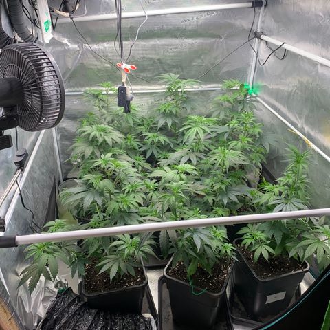 Fruit Punch growlog timeline photo