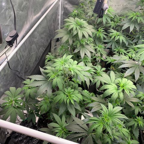 Fruit Punch growlog timeline photo