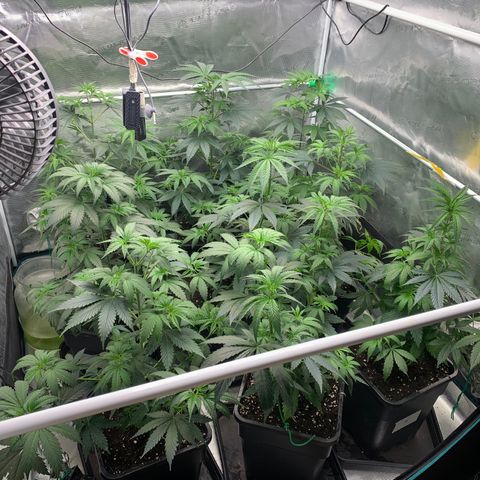 Fruit Punch growlog timeline photo