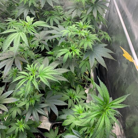 Fruit Punch growlog timeline photo