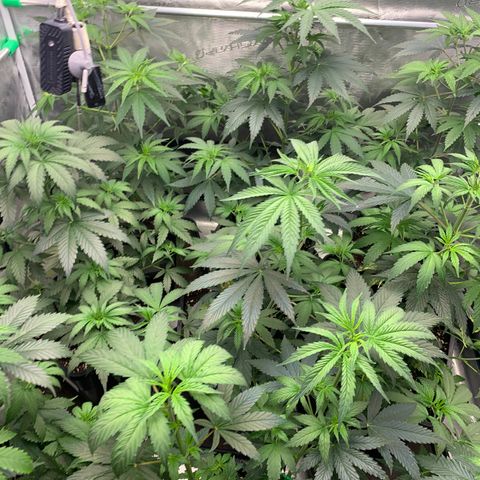 Fruit Punch growlog timeline photo