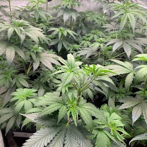 Fruit Punch growlog timeline photo