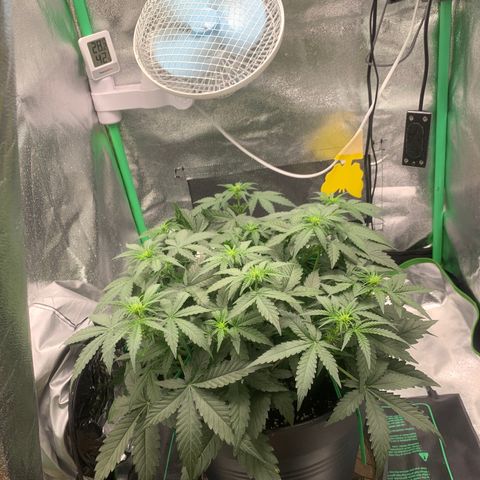 Unbekannter Strain growlog timeline photo