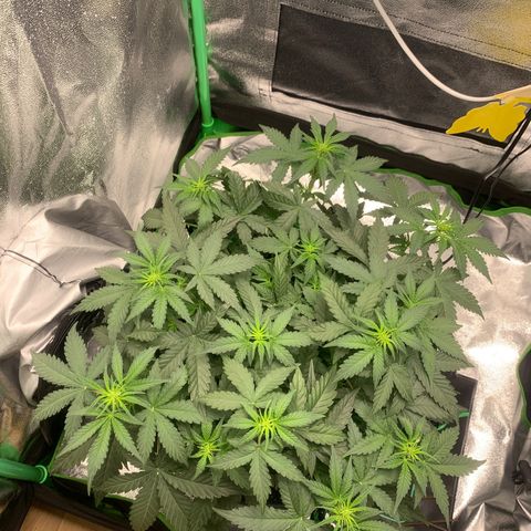 Unbekannter Strain growlog timeline photo
