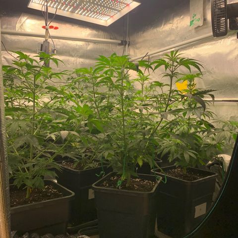 Fruit Punch growlog timeline photo