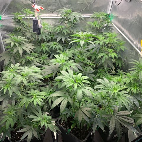 Fruit Punch growlog timeline photo