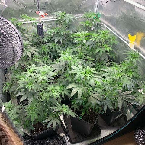 Fruit Punch growlog timeline photo