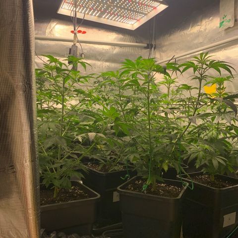 Fruit Punch growlog timeline photo