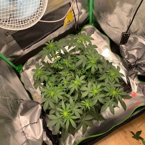Unbekannter Strain growlog timeline photo