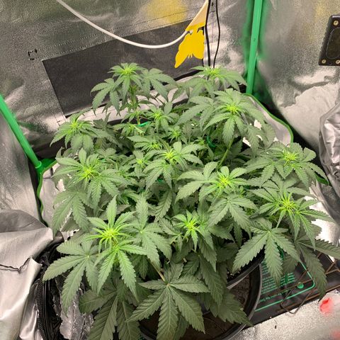 Unbekannter Strain growlog timeline photo