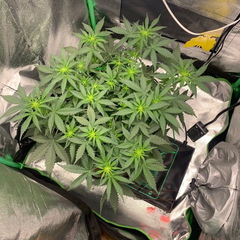 Unbekannter Strain growlog timeline photo