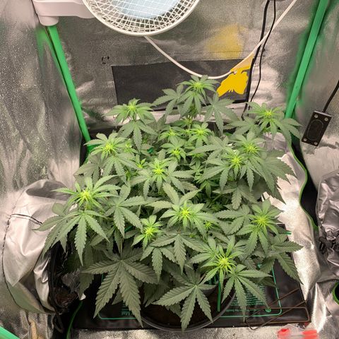 Unbekannter Strain growlog timeline photo