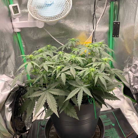 Unbekannter Strain growlog timeline photo
