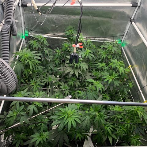 Fruit Punch growlog timeline photo