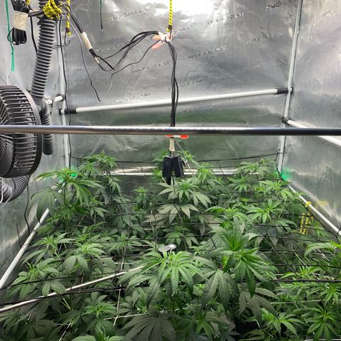 Fruit Punch growlog timeline photo