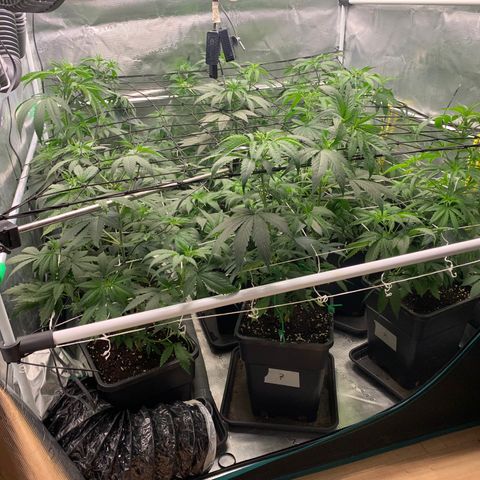 Fruit Punch growlog timeline photo