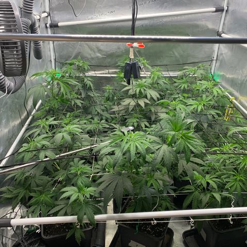 Fruit Punch growlog timeline photo