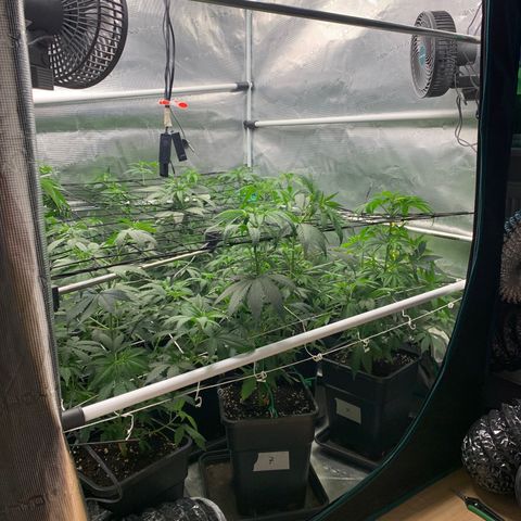 Fruit Punch growlog timeline photo