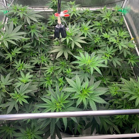 Fruit Punch growlog timeline photo