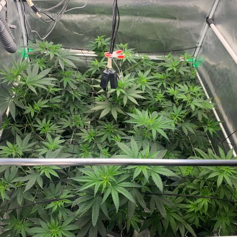 Fruit Punch growlog timeline photo