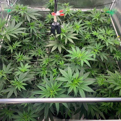 Fruit Punch growlog timeline photo