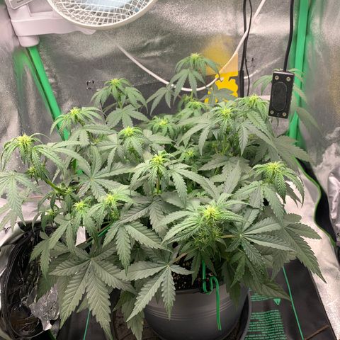 Unbekannter Strain growlog timeline photo