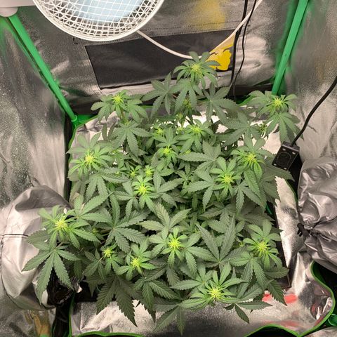 Unbekannter Strain growlog timeline photo