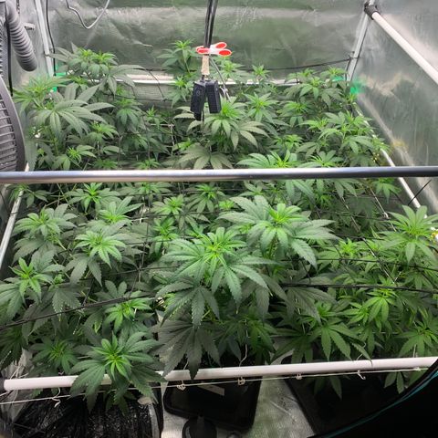 Fruit Punch growlog timeline photo