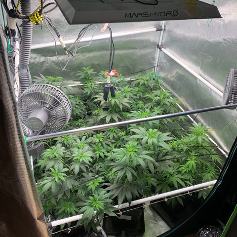 Fruit Punch growlog timeline photo