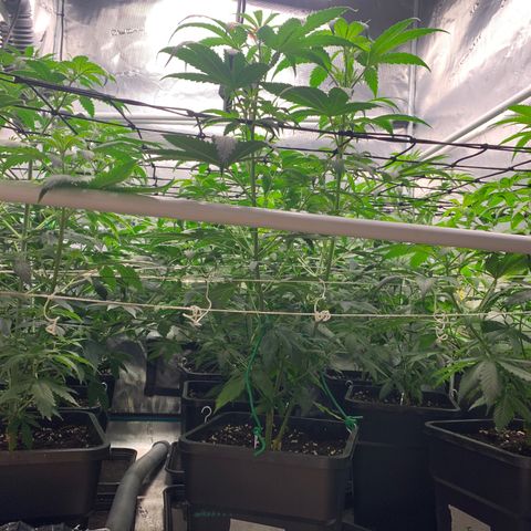 Fruit Punch growlog timeline photo