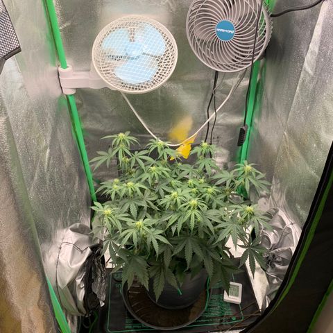Unbekannter Strain growlog timeline photo