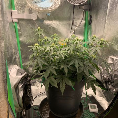 Unbekannter Strain growlog timeline photo