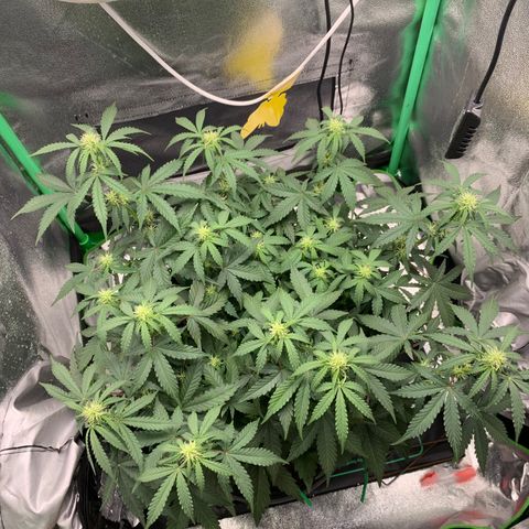 Unbekannter Strain growlog timeline photo