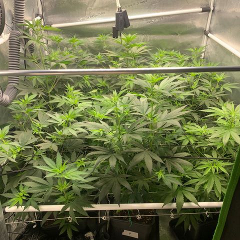Fruit Punch growlog timeline photo