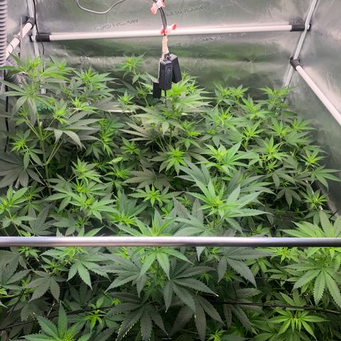 Fruit Punch growlog timeline photo
