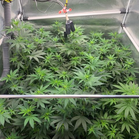 Fruit Punch growlog timeline photo
