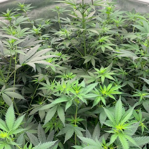 Fruit Punch growlog timeline photo