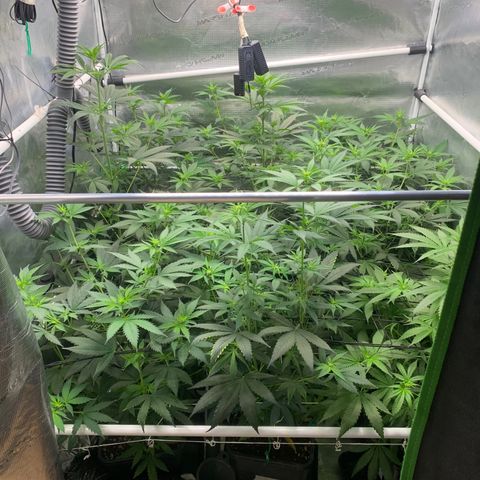 Fruit Punch growlog timeline photo