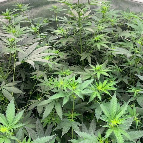 Fruit Punch growlog timeline photo